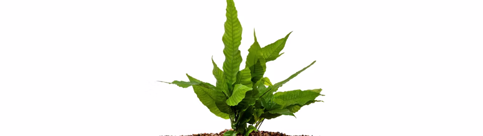 Bucephalandra sp. 